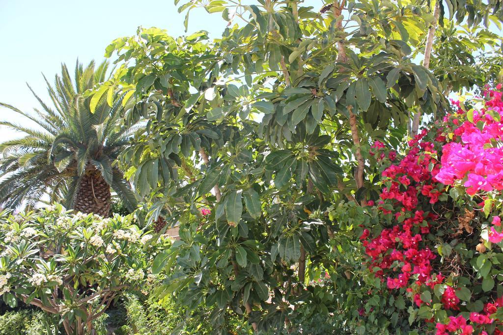 Casa Rural Anton Piche Granadilla De Abona Exterior foto